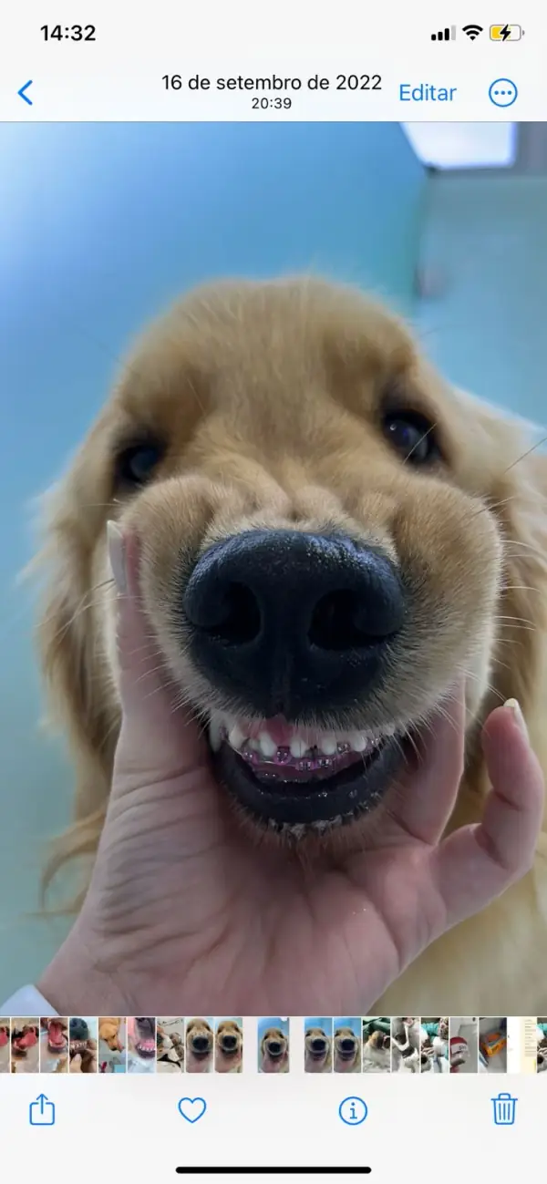 Aparelho ortodôntico veterinário instalado em dentes de pet para correção de maloclusão e alinhamento dental