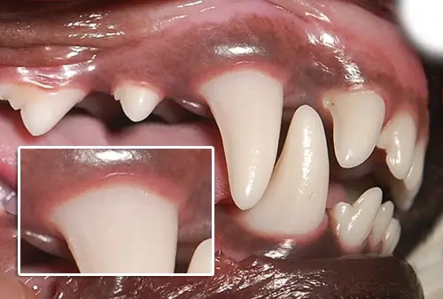 Instrumentos de profilaxia dental veterinária em consultório — limpeza de tártaro e higiene bucal de cão ou gato