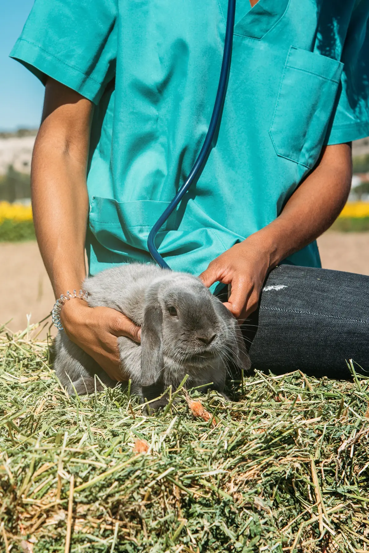 Animal exótico sendo examinado em consultório veterinário com equipamentos odontológicos especializados para cada espécie