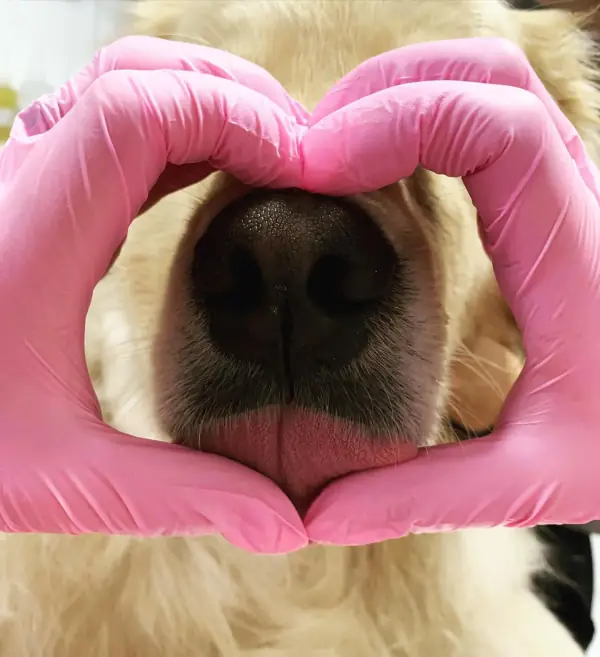 Cachorro recebendo exame odontológico com carinho no consultório veterinário